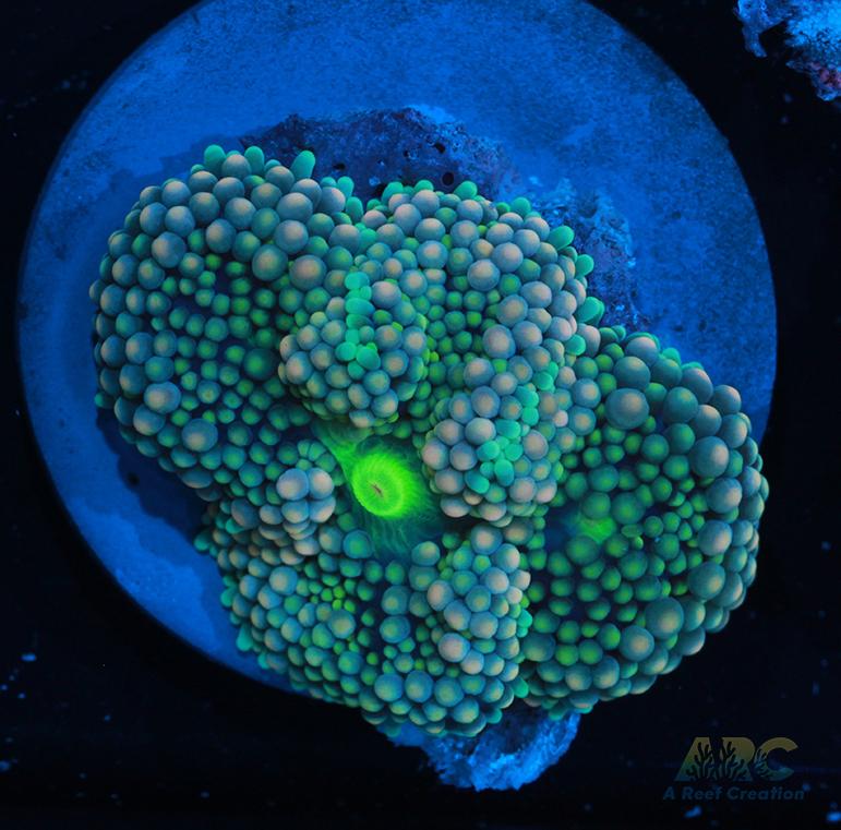 Peach tip Ricordea Mushroom