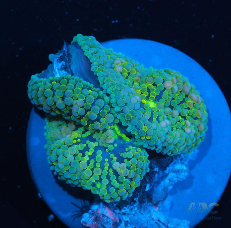 Lemon Lime Ricordea Mushroom