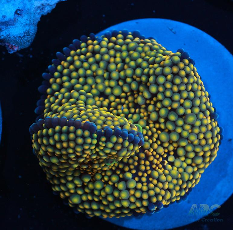 Creamsicle Ricordea Mushroom