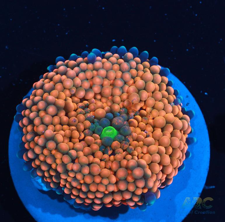 Orange Ricordea Mushroom