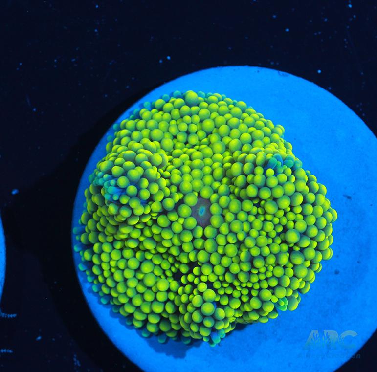 Lime Ricordea Mushroom