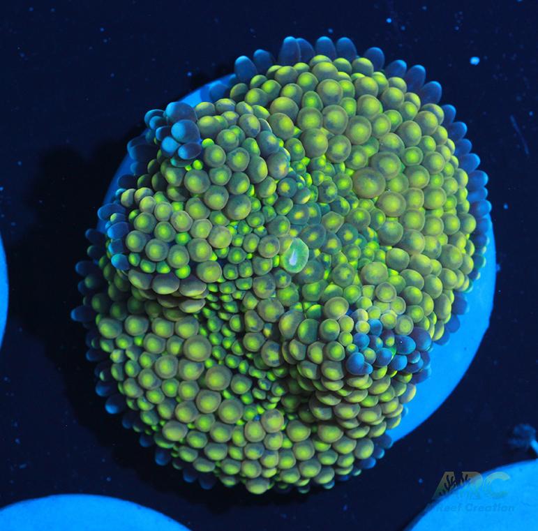 Golden Ricordea Mushroom