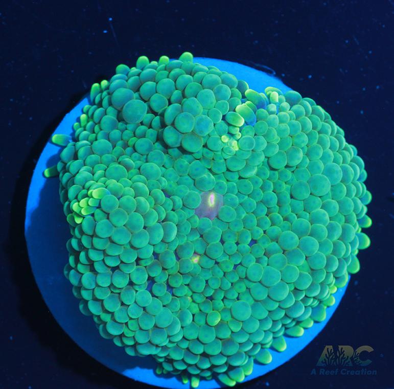 Green Ricordea Mushroom