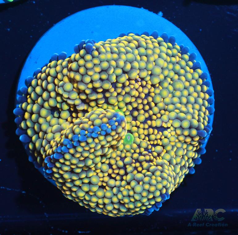 Creamsicle Ricordea Mushroom