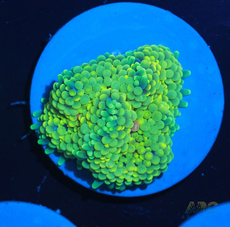 Lemon Ricordea Mushroom