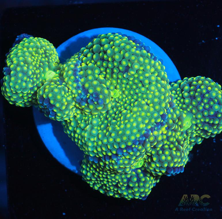 Multi-Ricordea Mushrooms