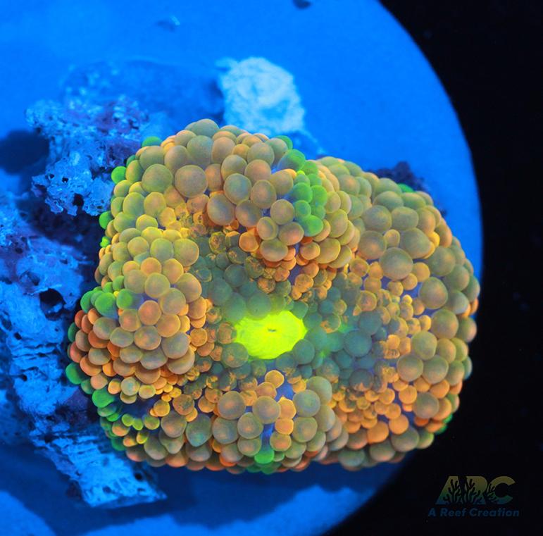 Rainbow Ricordea Mushroom