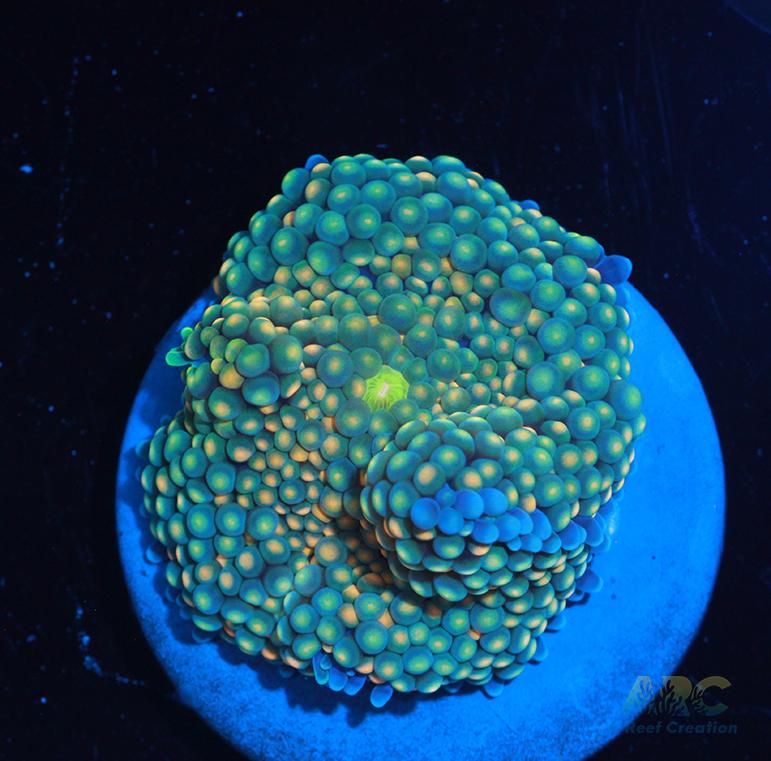 Orange tip Ricordrea Mushroom