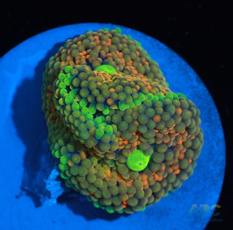 Green Rim Orange Ricordea