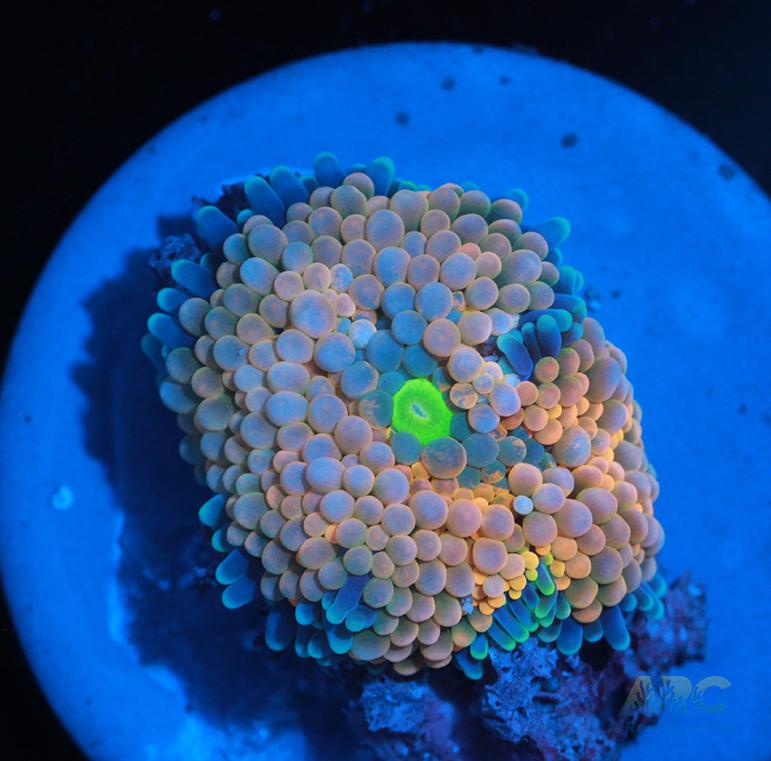 Pink Rainbow Ricordea