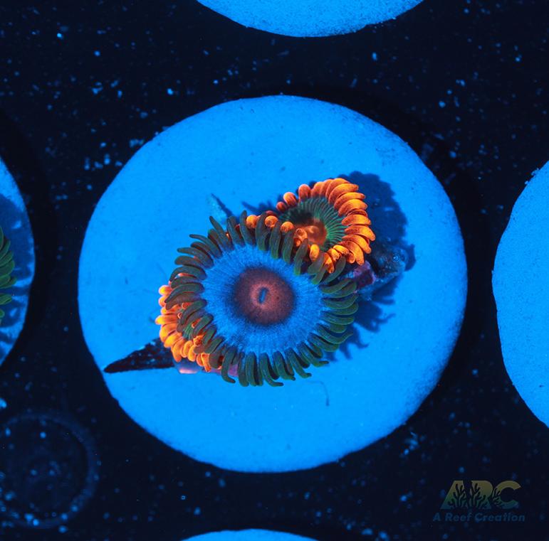 Miami Vice Gatorade Combo