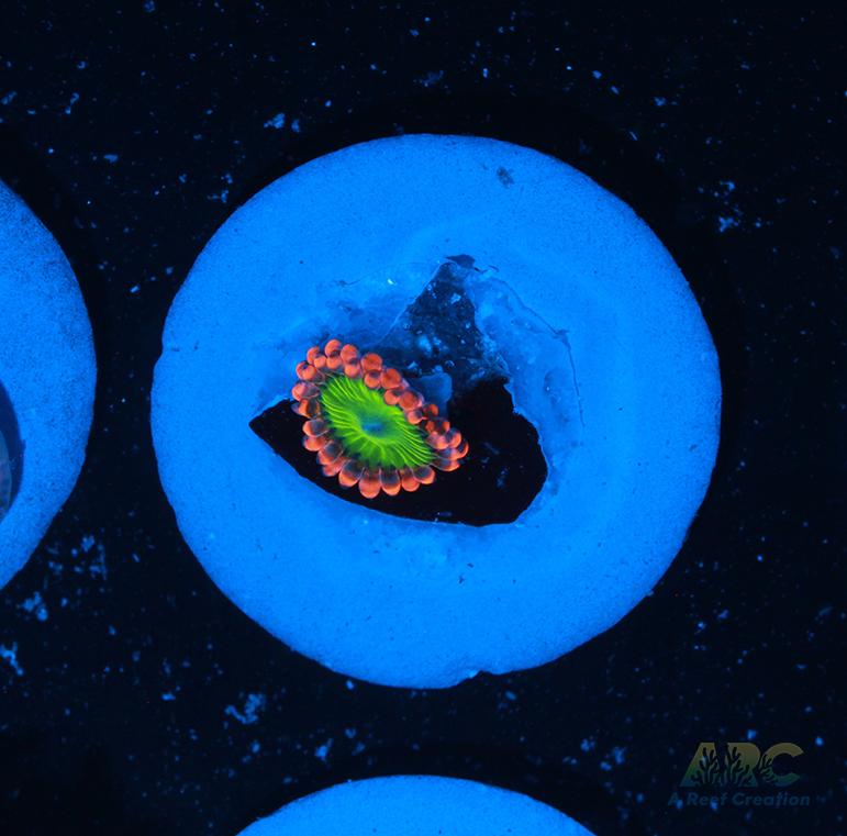 Electric Oompa Loompa