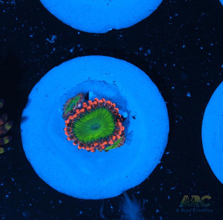 Electric Oompa Loompa