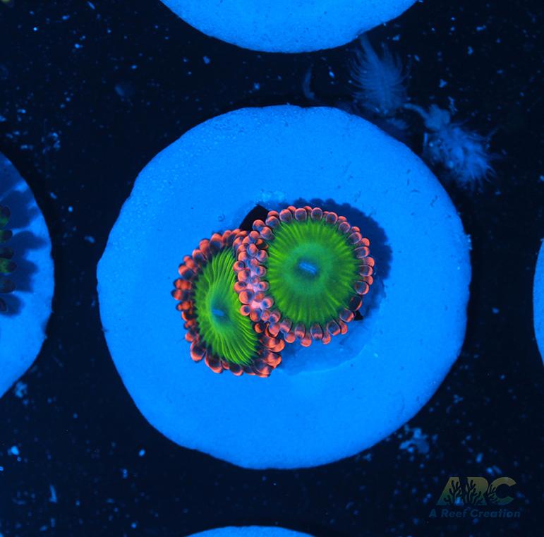 Electric Oompa Loompa