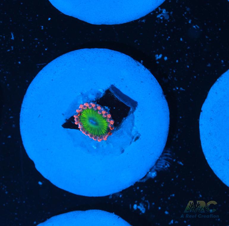 Electric Oompa Loompa