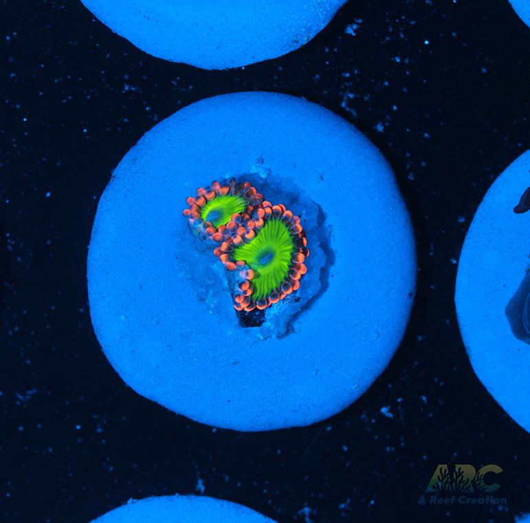 Electric Oompa Loompa