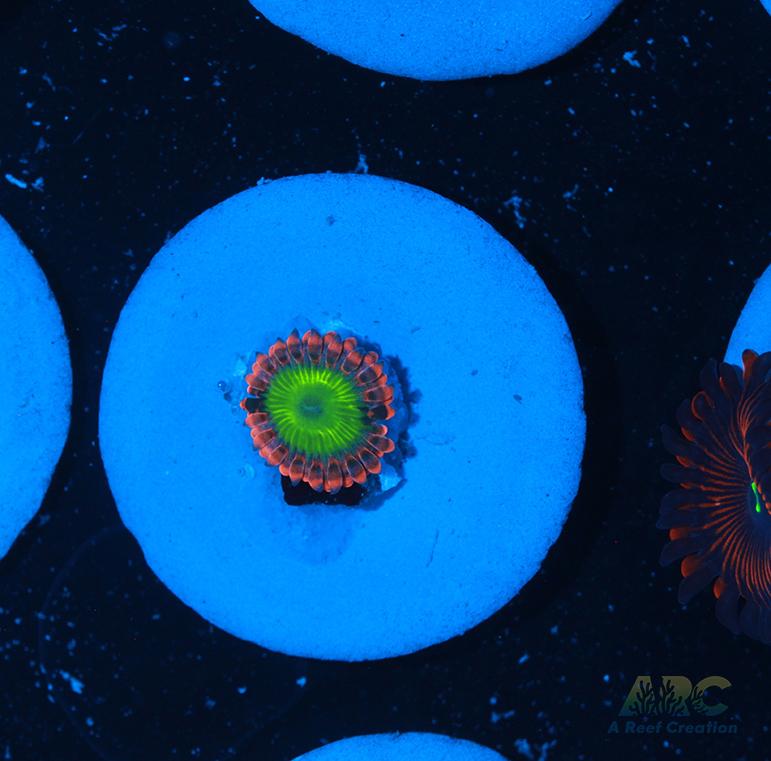 Electric Oompa Loompa