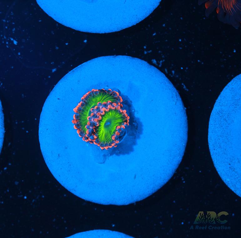 Electric Oompa Loompa