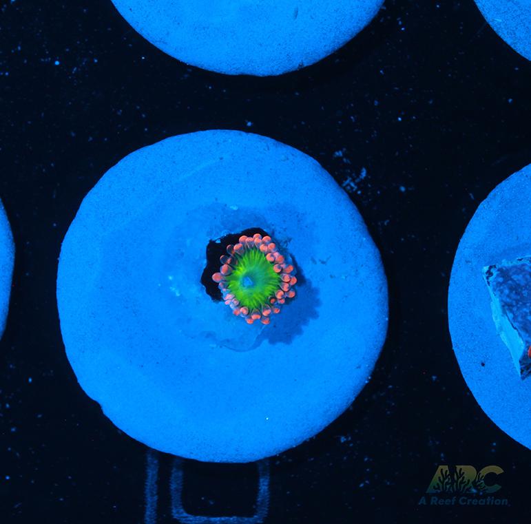 Electric Oompa Loompa