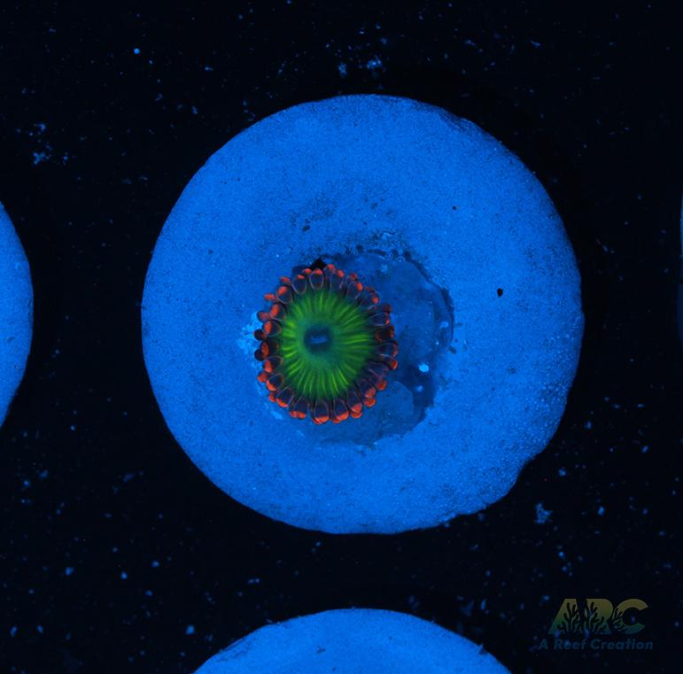 Electric Oompa Loompa