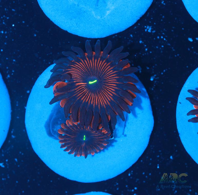 Electric Red People Eaters