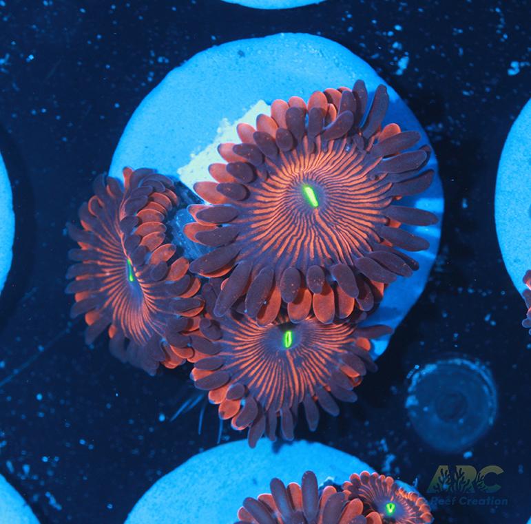 Electric Red People Eaters