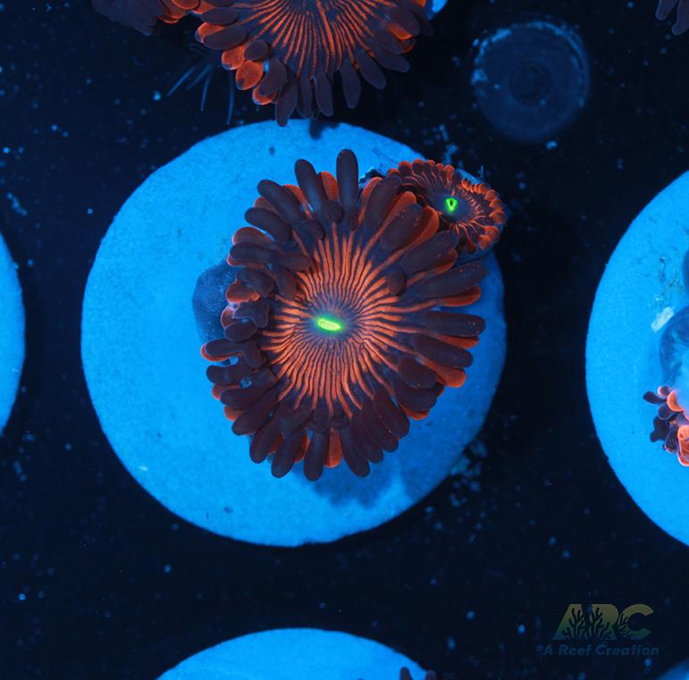 Electric Red People Eaters