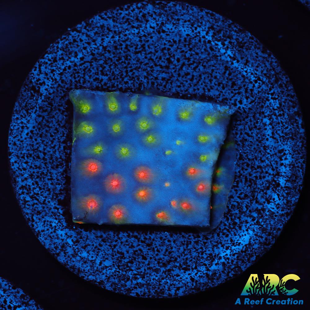 ARC Monet's Madness Cyphastrea