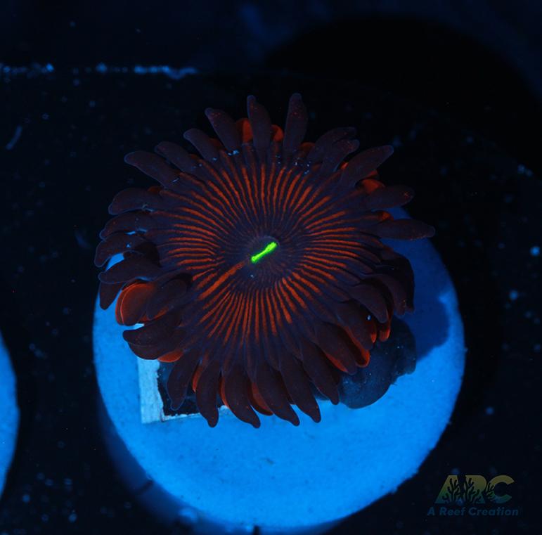 Electric Red People Eaters