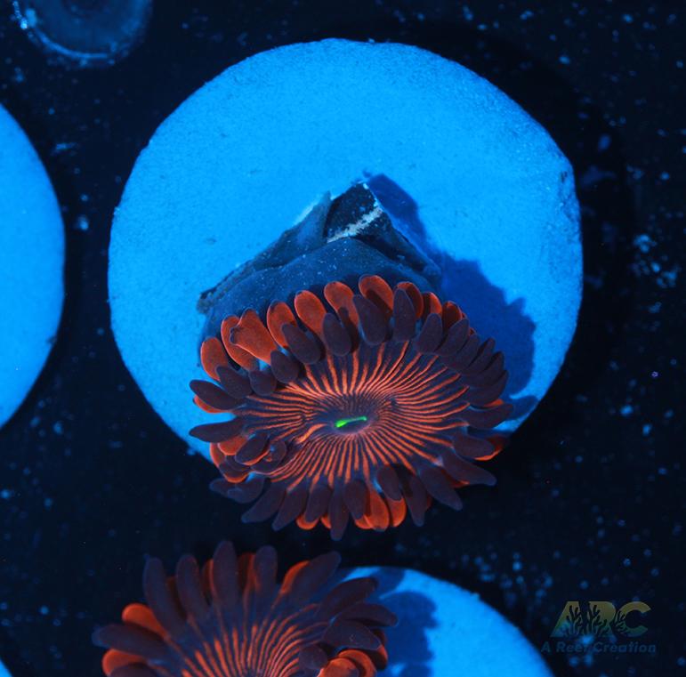 Electric Red People Eaters