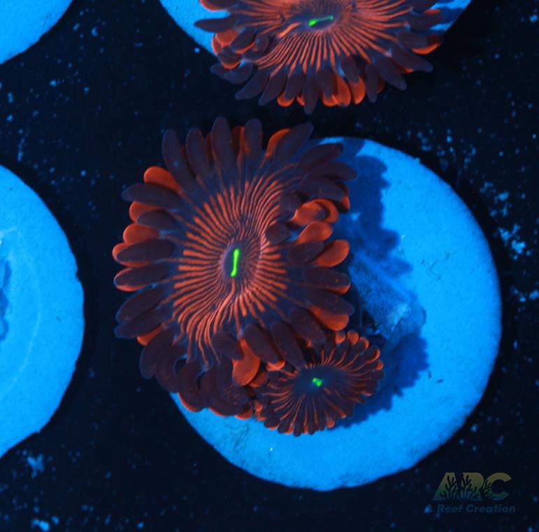 Electric Red People Eaters