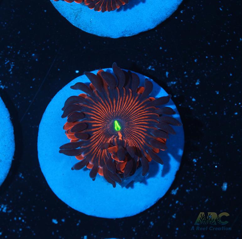 Electric Red People Eaters