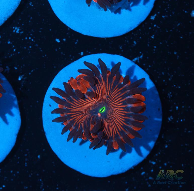 Electric Red People Eaters