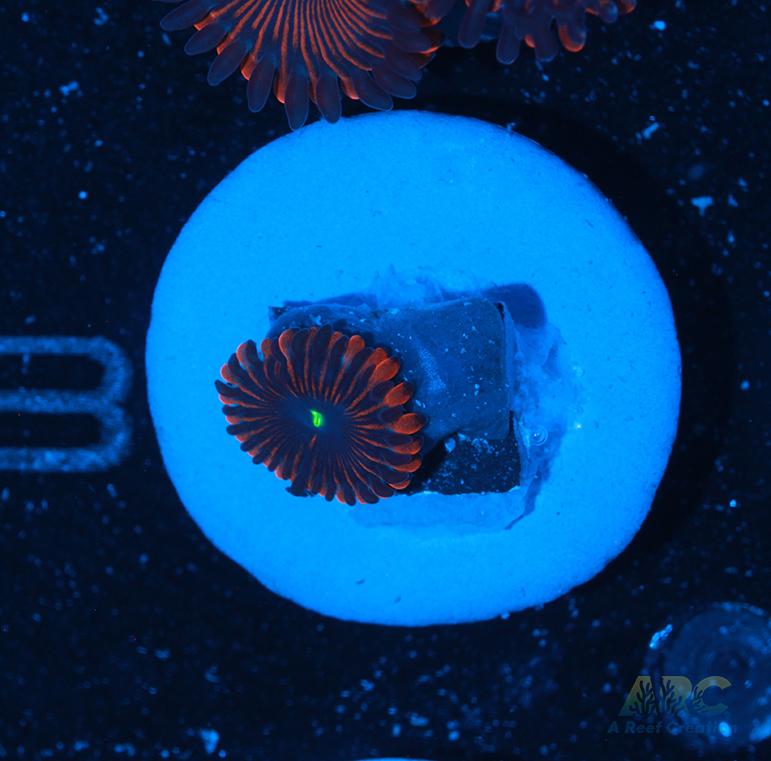 Electric Red People Eaters