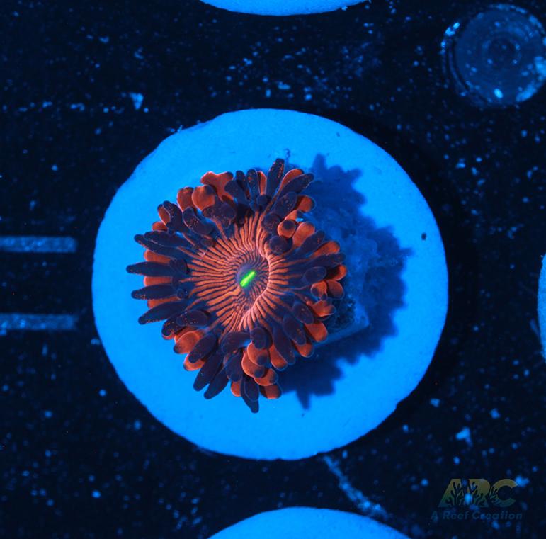 Electric Red People Eaters