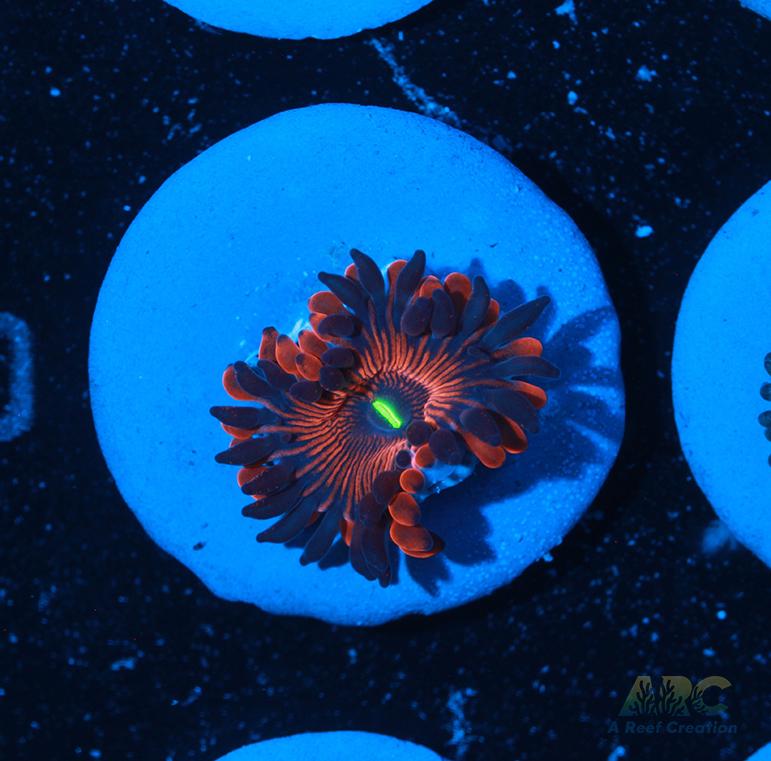 Electric Red People Eaters