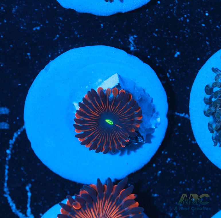 Electric Red People Eaters