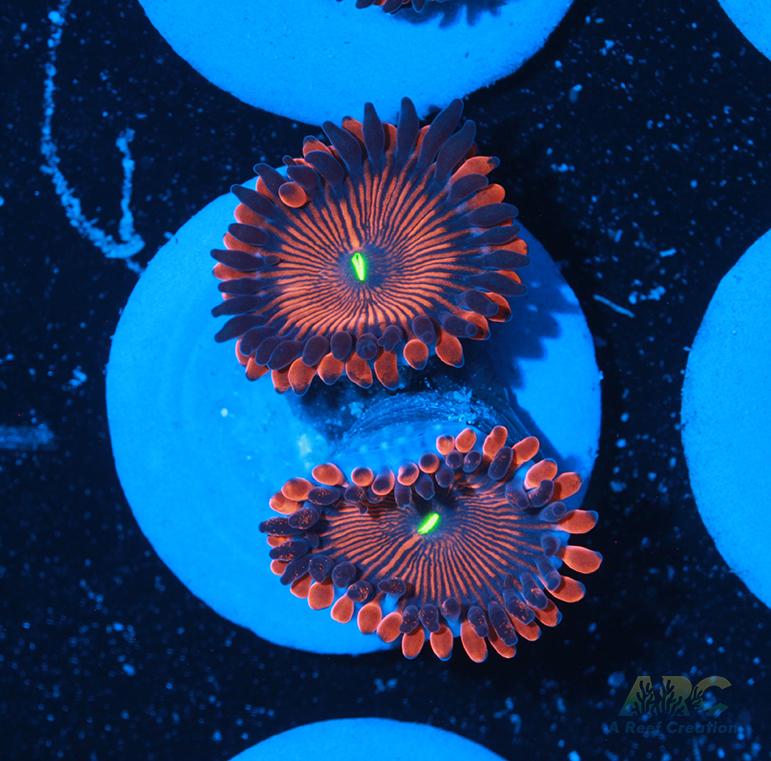 Electric Red People Eaters