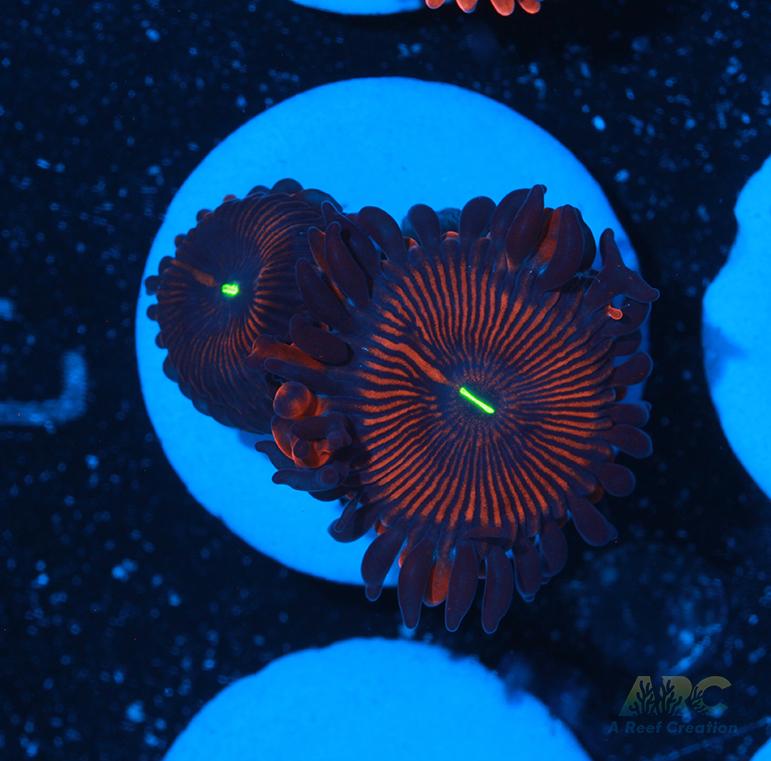 Electric Red People Eaters