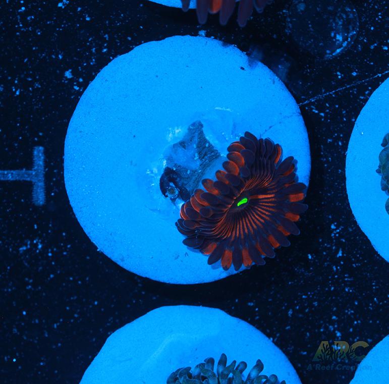 Electric Red People Eaters