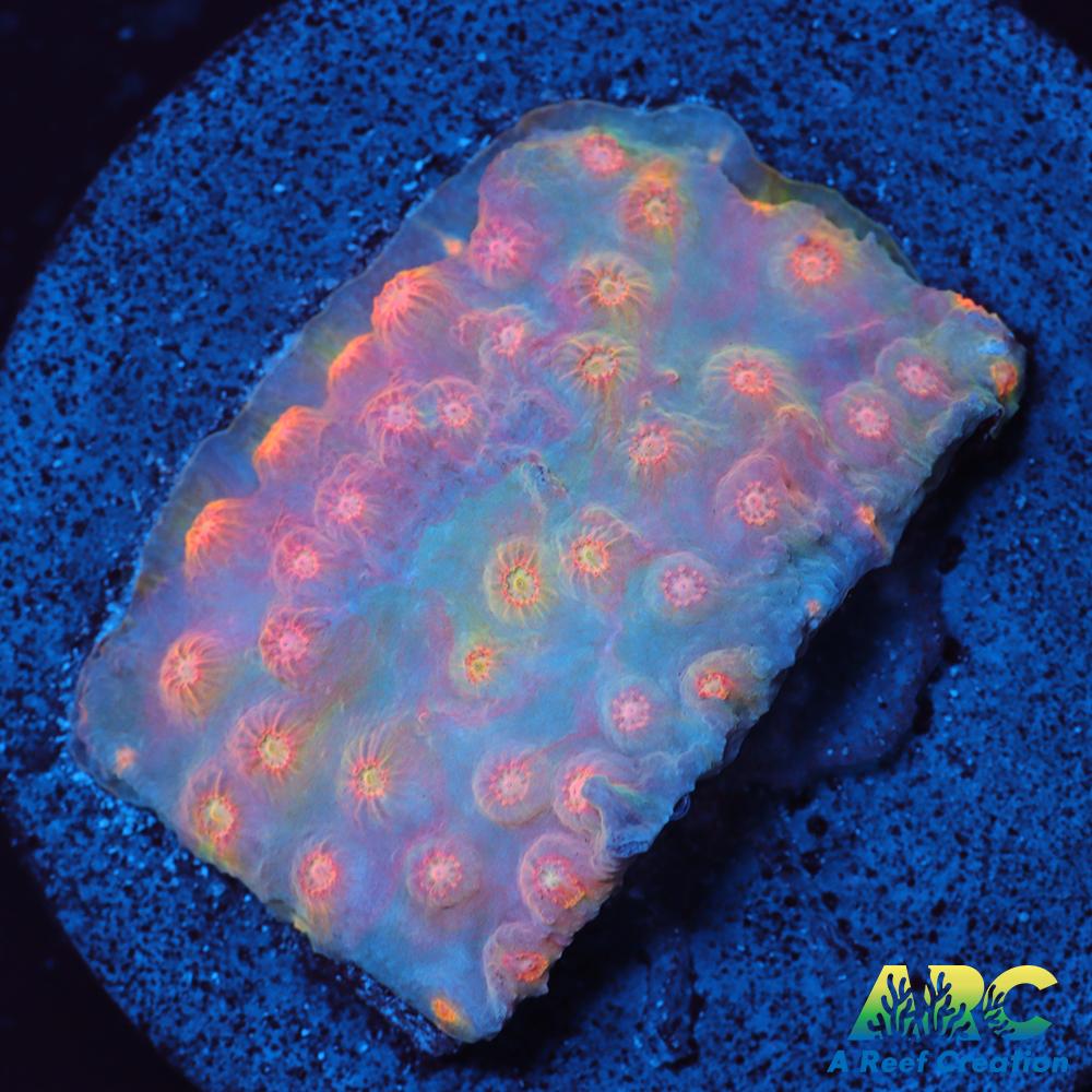 ARC Techno Viking Cyphastrea