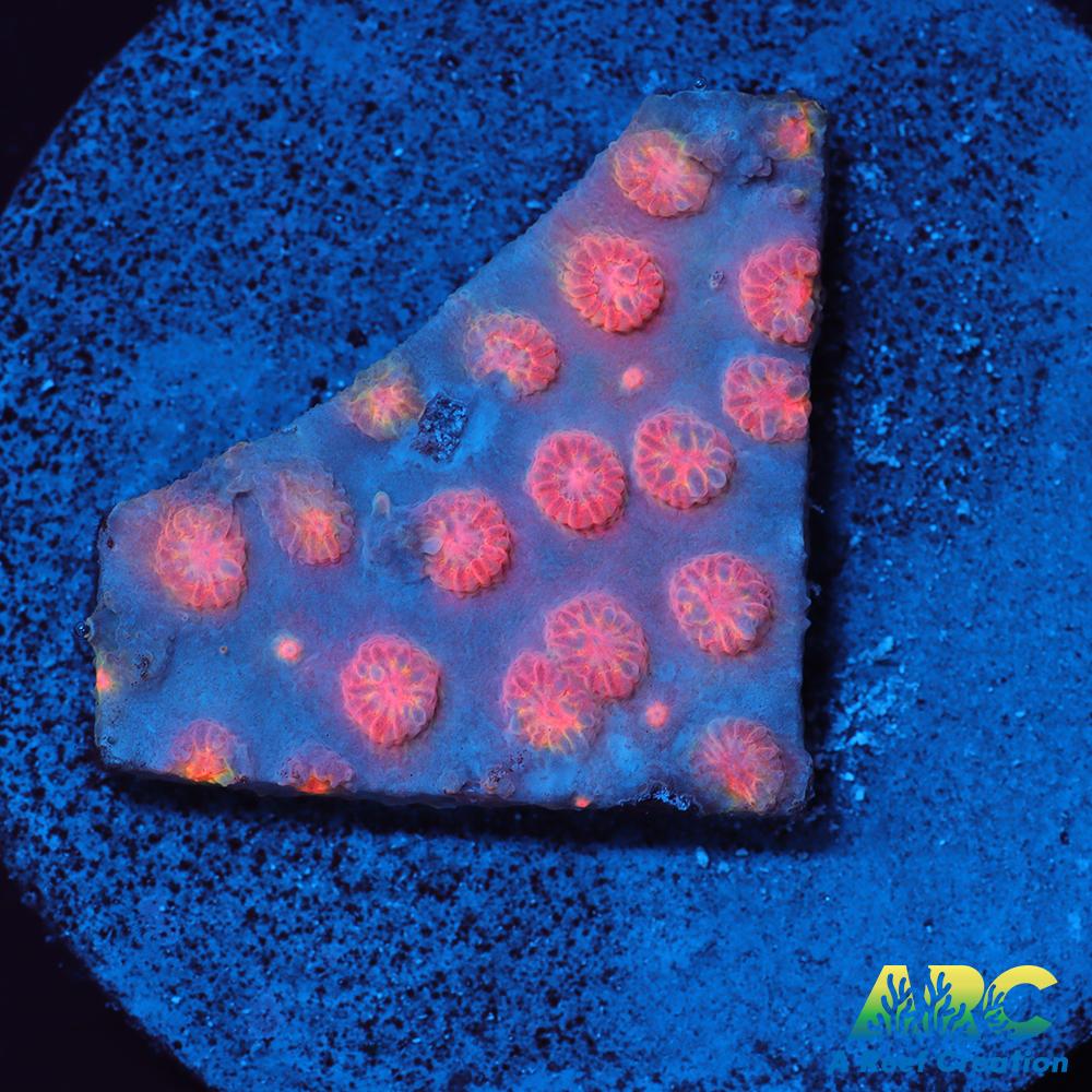 ARC Techno Viking Cyphastrea