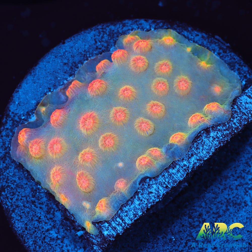 ARC Techno Viking Cyphastrea