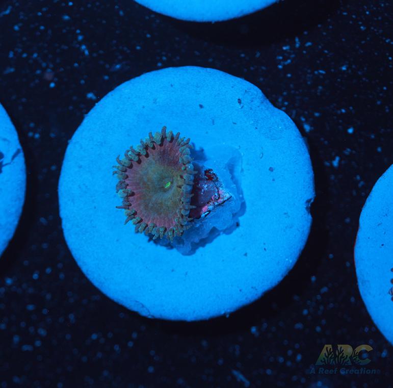 Beauty and the Beast Paly