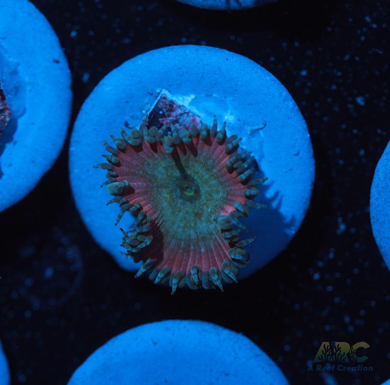 Beauty and the Beast Paly