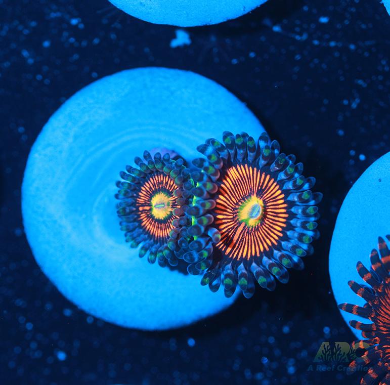 God of War Revolution