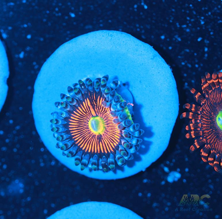 God of War Revolution