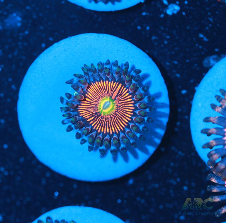 God of War Revolution