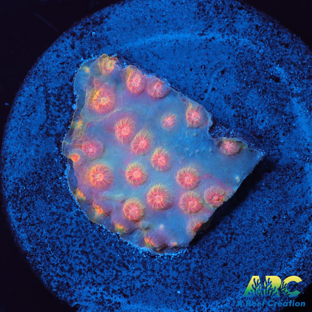 ARC Techno Viking Cyphastrea