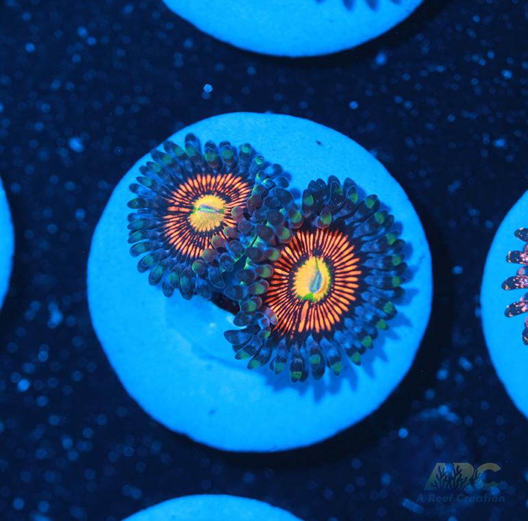 God of War Revolution